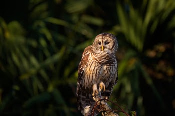 Sitting on a perch in the early morning sun I was able to position myself to get some palm trees in the background to give that classic Florida vibe to this portrait of a Barred Owl.  The morning sun was shining right on the owl and I did darken down the background a good bit to make it less distracting.  I was lucky enough to spend about 2 hours with a pair of these lovely owls and watch them fly around the forest from perch to perch, get mobbed by a flock of Blue Jays and just generally sit around. 