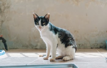 Sitting White and Black Cat
