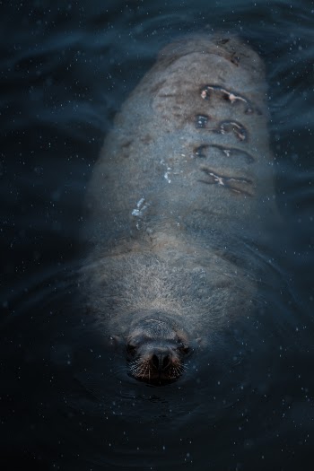 Sivuch-the largest member of the eared seal family.  Also known as Steller's North Sea Lion.