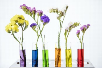 Six Assorted-color Flowers on Floral Vases