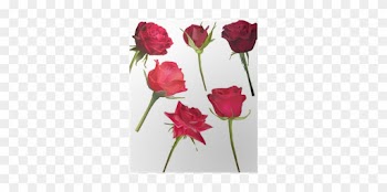 Six Deep Red Rose Flowers Isolated On White Poster - Rose