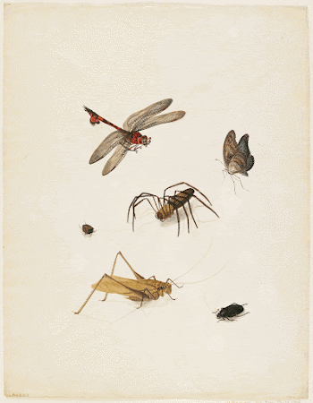 Six insects. Original from the Minneapolis | Free Photo - rawpixel