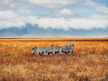 six zebras on grass field