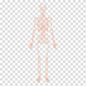 Skeletal system anatomy bones - Transparent PNG & SVG vector