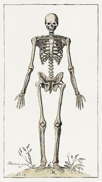 Skeleton (1614) painting by Pieter | Free Photo - rawpixel