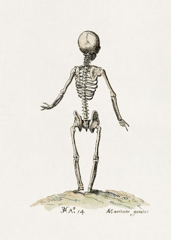 Skeleton (1614) painting by Pieter | Free Photo - rawpixel