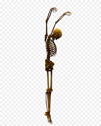 Skeleton Bone Skull - Skull 