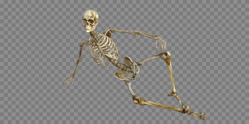 Skeleton Bones Anatomy - Free image on Pixabay