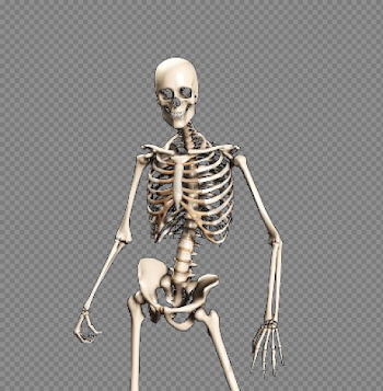 Skeleton, Bones, Anatomy, Human png #43867 - Free Icons and PNG ...