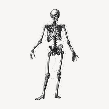 Skeleton clipart, human anatomy illustration | Free Vector Illustration - rawpixel