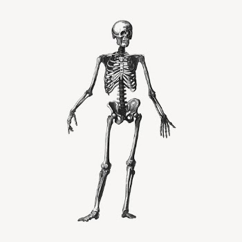 Skeleton clipart, human anatomy illustration | Free Vector Illustration - rawpixel