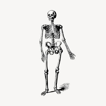 Skeleton drawing clipart, vintage illustration | Free Vector - rawpixel