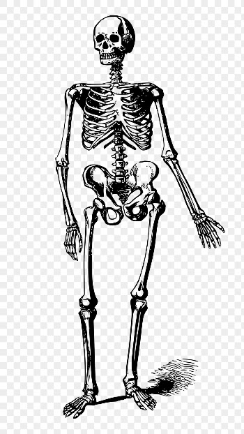 Skeleton drawing png sticker vintage | Free PNG - rawpixel