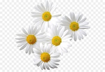 Skeleton Flower Light Petal - Transparent Daisies Clipart 