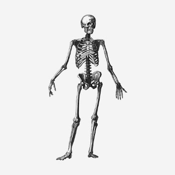 Skeleton, human anatomy, science illustration. | Free Photo Illustration - rawpixel