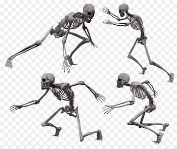 skeleton human joint leg ant
