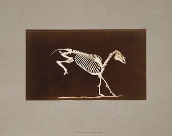 Skeleton of horse. Leaping. Contact | Free Photo - rawpixel