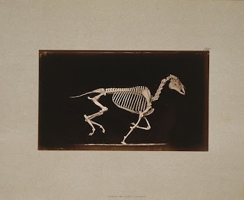 Skeleton of horse. Running. Leaving | Free Photo - rawpixel