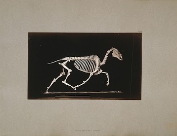 Skeleton of horse. Trotting.  | Free Photo - rawpixel
