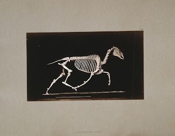 Skeleton of horse. Trotting. Leaving | Free Photo - rawpixel