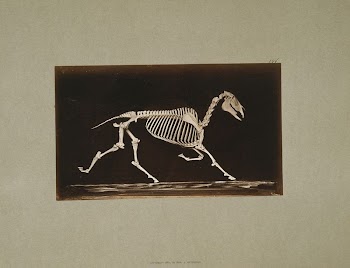 Skeleton of horse. Trotting. Nearing | Free Photo - rawpixel
