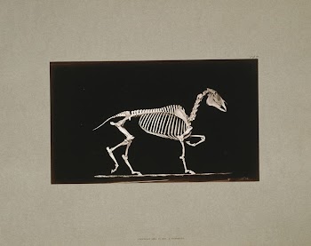 Skeleton of horse. Trotting. On | Free Photo - rawpixel