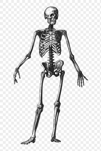 Skeleton png clipart, human anatomy | Free PNG Illustration - rawpixel