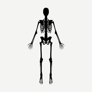 Skeleton silhouette clipart, vintage medical | Free PSD Illustration - rawpixel