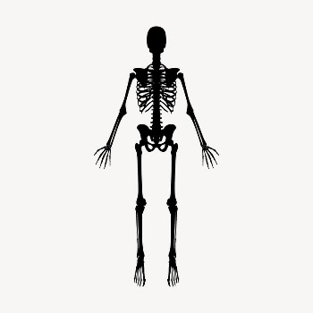 Skeleton silhouette drawing, vintage medical | Free Vector Illustration - rawpixel