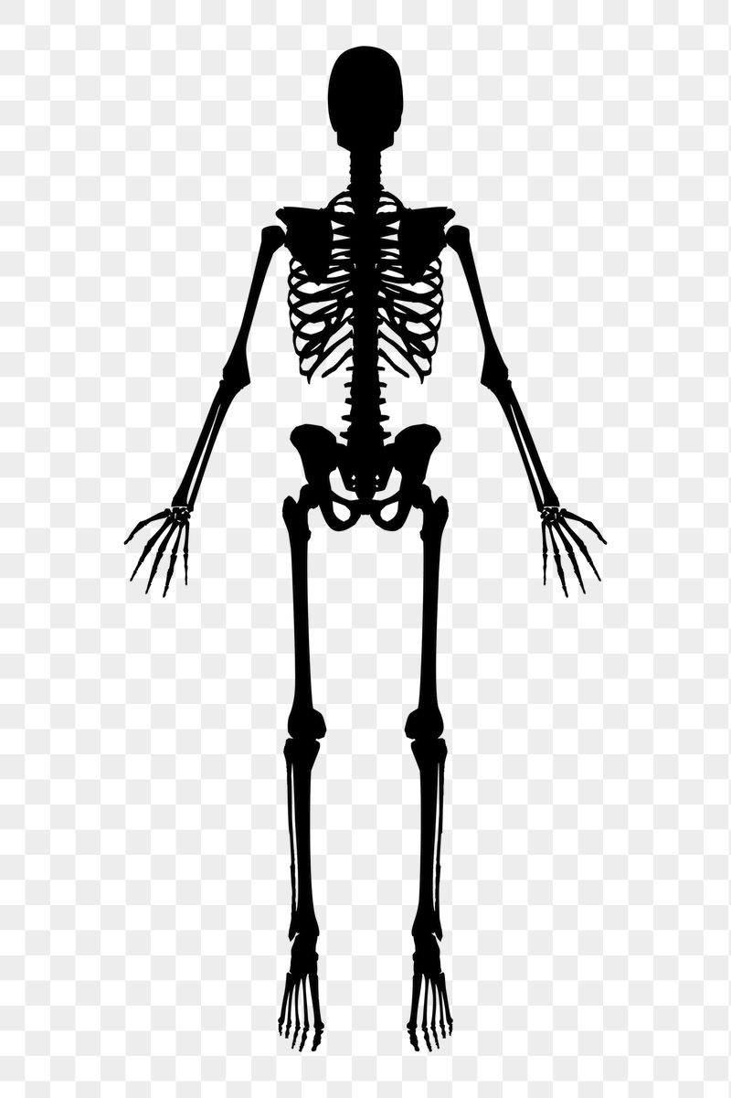 Skeleton silhouette png sticker, vintage | Free PNG - rawpixel