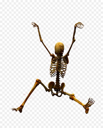 Skeleton u9ab7u9ac5 Bone - Skull 