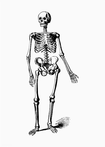Skeleton vintage drawing | Free stock vector - 572688