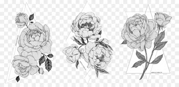 Sketch Drawing Peony Illustration Image - peony 