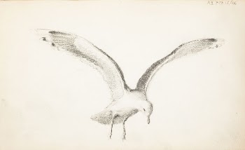 Sketch of a flying gull, | Free Photo - rawpixel