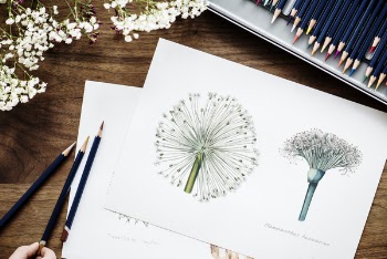 Sketch Of Flowers 