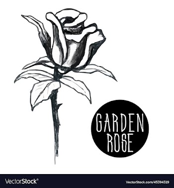 sketch of garden rose bud open and unopened