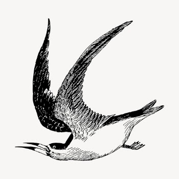 Skimmer bird drawing, vintage animal | Free Vector - rawpixel