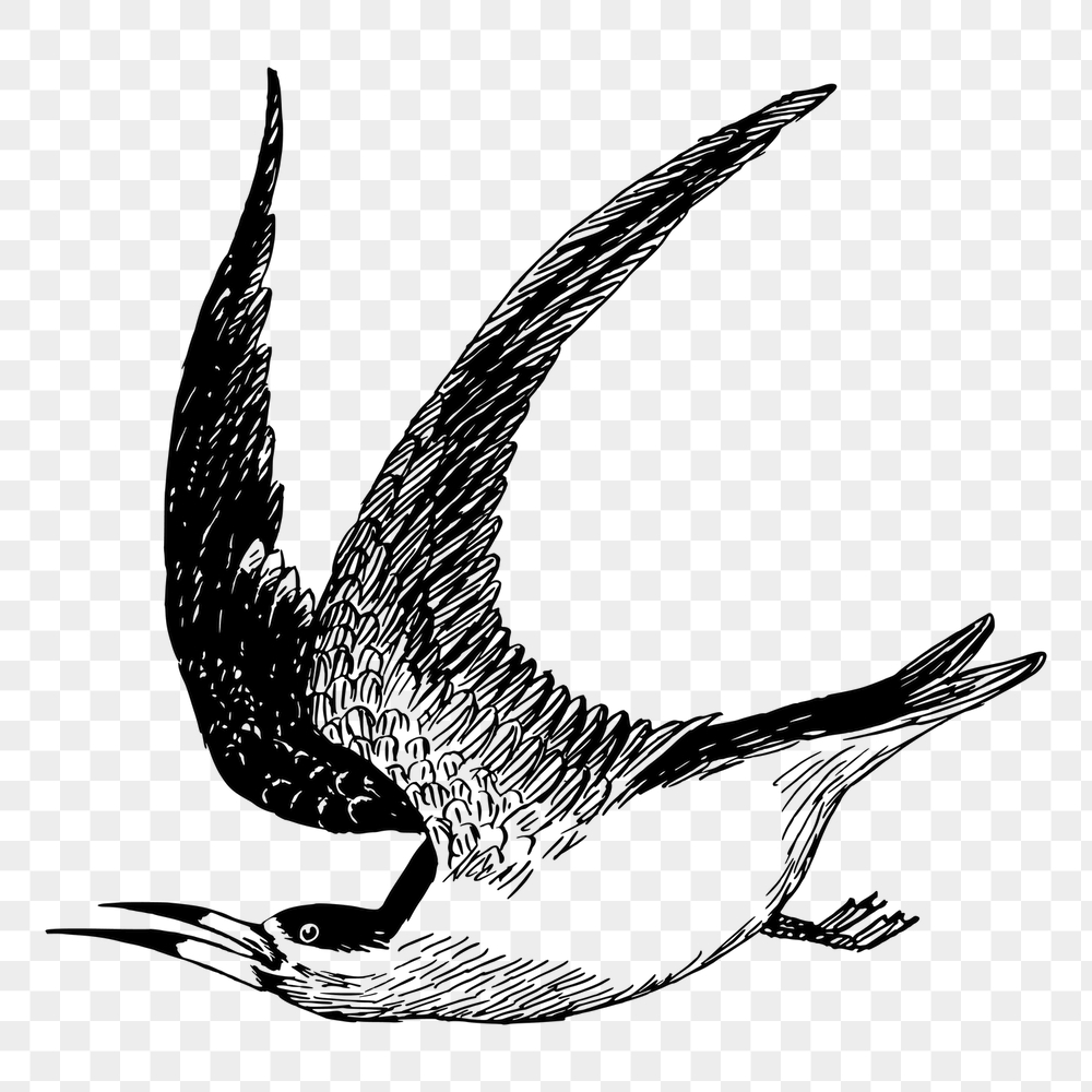 Skimmer bird png sticker, vintage | Free PNG - rawpixel