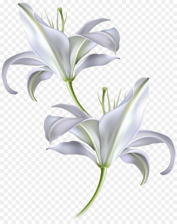 Skin Sunscreen Moisturizer Facial Anti-aging cream - Vector hand-painted white lily 