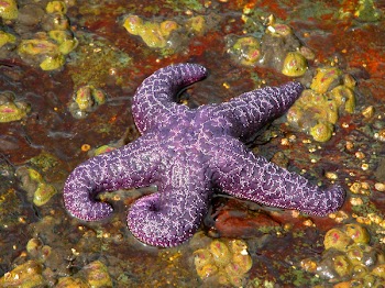 Skookumchuk_starfish1.jpg