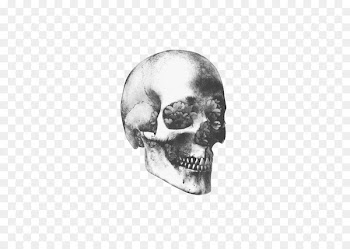 Skull art Human skeleton Human skull symbolism - Skull 
