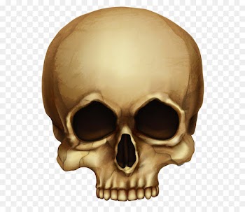 Skull Calavera Halloween Skeleton - Halloween Skull PNG Picture 
