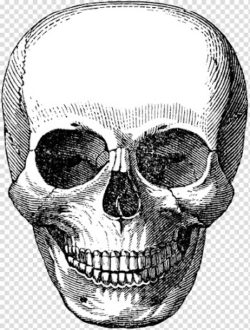 Skull Calavera Human skeleton, skull transparent background PNG clipart