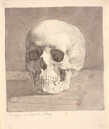 Skull, front view by Johan | Free Photo - rawpixel
