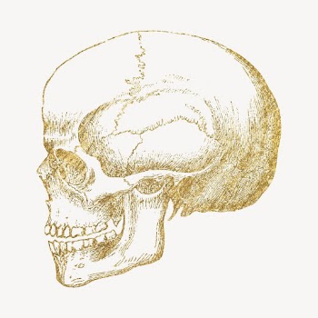 Skull gold sticker, aesthetic medical | Free Vector Illustration - rawpixel