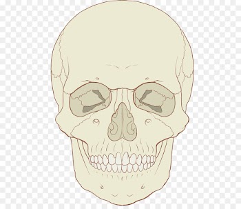 Skull Human skeleton Axial skeleton Human body Bone - skull 