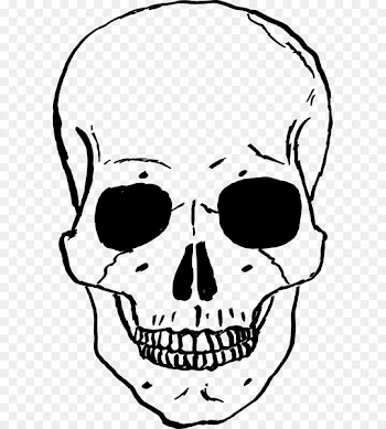 Skull Human skeleton Drawing Clip art - skull clipart 