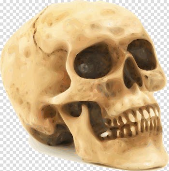 Skull Human skeleton , Scary skull transparent background PNG clipart