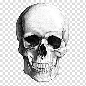 Skull illustration, Skull , Sketch Skull transparent background PNG clipart