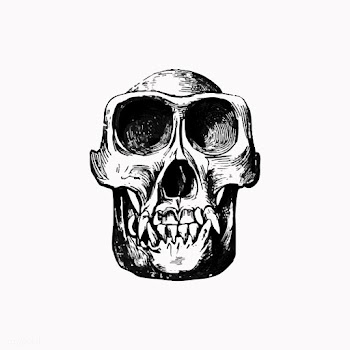 Skull in vintage style | Free stock vector - 561128